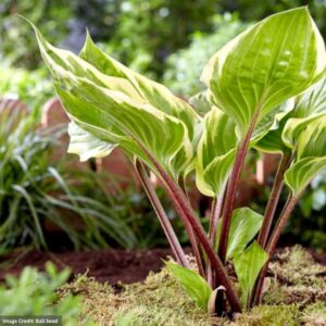 Hosta – Sorbet – #1 Container