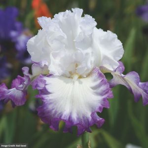 Bearded Iris – Center Ice – #1 Container