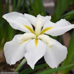 Japanese Iris (Ensata) – Gold Bound – #2 Container