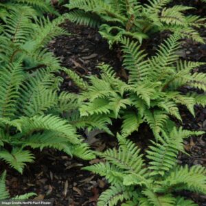 Tassel Fern (Polystichum Polyblepharum) – #1 Container
