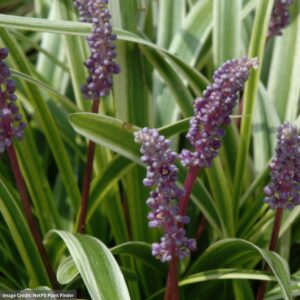 Lily Turf (Liriope Muscari) – Variegata – #1 Container