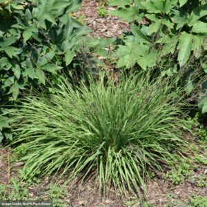 Moor Grass (Molinia) – Poul Peterson – #1 Container