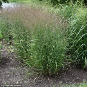 Switch Grass (Panicum Virgatum) – Purple Tears – #1 Container