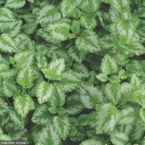 Dead Nettle (Lamiastrum Florentinum) – Golden – #1 Container
