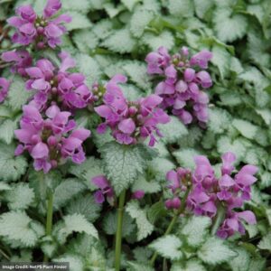 Spotted Dead Nettle (Lamium Maculatum) – Orchid Frost – #1 Container