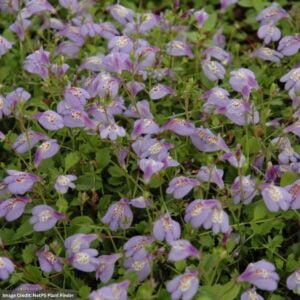 Creeping Mazus – 1 Qt Container