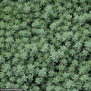 Stonecrop (Sedum) – Blue Spruce – 1 Qt Container