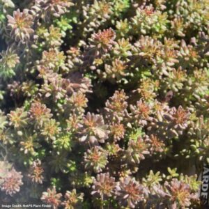 Stonecrop (Sedum) – Coral Carpet – 1 Qt Container