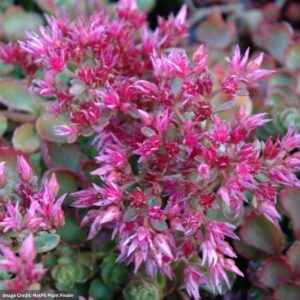 Stonecrop (Spurium Sedum) – Fuldaglut – 1 Qt Container