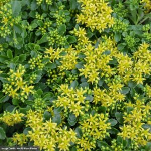 Stonecrop (Sedum) – Little Miss Sunshine – #1 Container