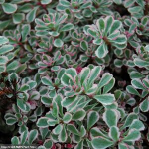 Stonecrop (Sedum Spurium) – Tricolor – 1 Qt Container