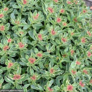 Stonecrop (Sedum Kamtschaticum) – Variegatum – #1 Container