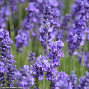 Lavender – Annet – #1 Container