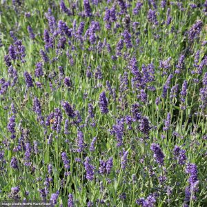 Lavender – Big Time Blue – #1 Container
