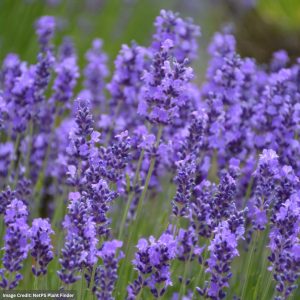 Lavender – Hidcote – #1 Container