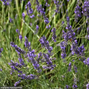 Lavender – Phenomenal – #1 Container