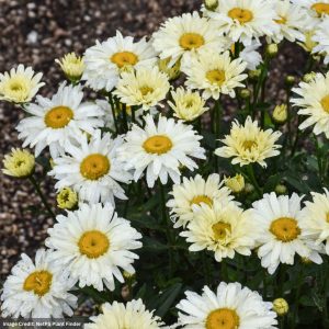 Shasta Daisy (Leucanthemum) – Amazing Daisies® Banana Cream ii – #1 Container