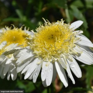 Shasta Daisy (Leucanthemum) – Realflor® Real Glory – #1 Container