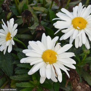 Shasta Daisy (Leucanthemum) – Spoonful of Sugar – #1 Container