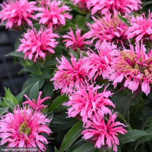 Bee Balm (Monarda) – Balmy Pink – #1 Container