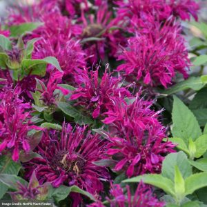 Bee Balm (Monarda) – Balmy Purple – #1 Container