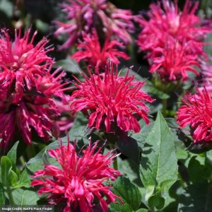 Bee Balm (Monarda) – Balmy Rose – #1 Container