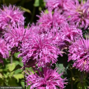 Bee Balm (Monarda Didyma) – Bee Mine Pink – #1 Container