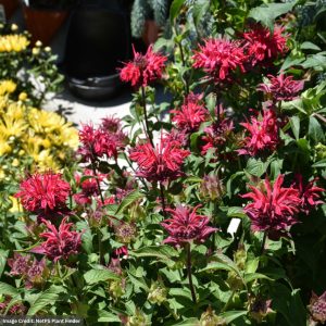 Bee Balm (Monarda Didyma) – Bee Mine Red – #1 Container