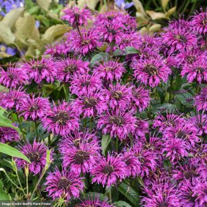 Bee Balm (Monarda) – Electric Neon Purple – #1 Container