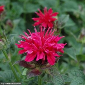Bee Balm (Monarda) – Fireball – #1 Container
