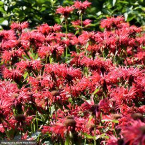 Bee Balm (Monarda) – Gardenview Scarlet – #1 Container