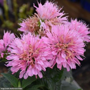 Bee Balm (Monarda) – Grape Gumball – #1 Container