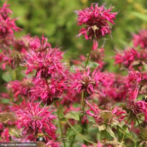 Bee Balm (Monarda) – Peter’s Fancy Fuschia – #1 Container