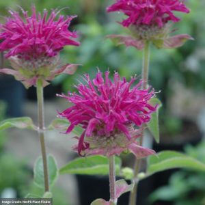 Bee Balm (Monarda Didyma) – Purple Rooster – #1 Container