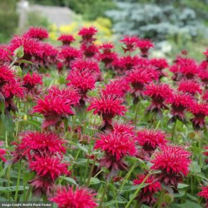 Bee Balm (Monarda Didyma) – Raspberry Wine – #1 Container
