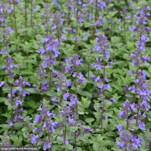 Catmint (Nepeta Faassenii) – Blue Wonder – #1 Container