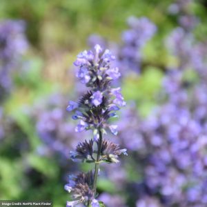 Catmint (Nepeta Faassenii) – Cat’s Pajamas – #1 Container