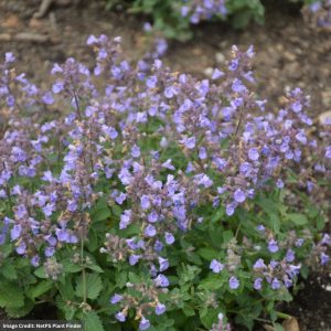 Catmint (Nepeta Faassenii) – Kitten Around – #1 Container
