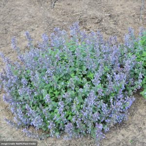 Catmint (Nepeta Faassenii) – Picture Purrfect – #1 Container