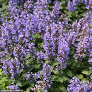 Catmint (Nepeta Faassenii) – Purrsian Blue – #1 Container