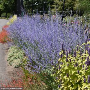 Russian Sage (Perovskia Atriplicifolia) – #1 Container