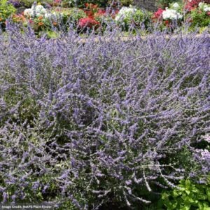 Russian Sage (Perovskia Atriplicifolia) – Crazy Blue – #1 Container