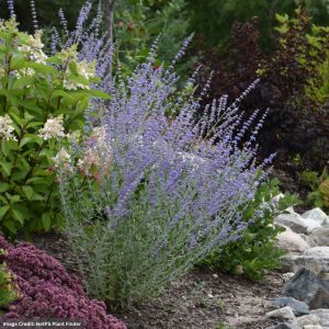 Dwarf Russian Sage (Perovskia) – Little Spire – #1 Container