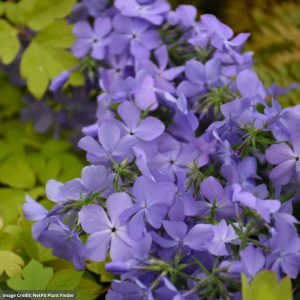 Phlox – Blue Moon – 1 Qt Container