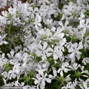 Woodland Phlox (Divaricata) – May Breeze – #1 Container