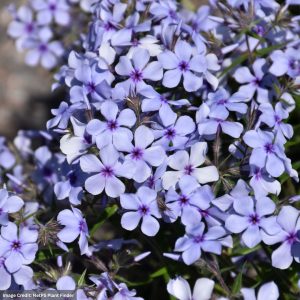 Woodland Phlox (Divaricata) – Chattahoochee – #1 Container