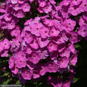 Garden Phlox – Garden Girls® Cover Girl – #1 Container