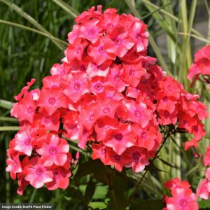 Dwarf Garden Phlox – Flame® Coral – #1 Container