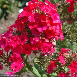 Dwarf Garden Phlox – Flame® Red – #1 Container