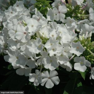 Dwarf Garden Phlox (Paniculata) – Flame White – #1 Container